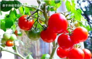 小番茄网红吃法,网红吃法引领健康美味新风尚