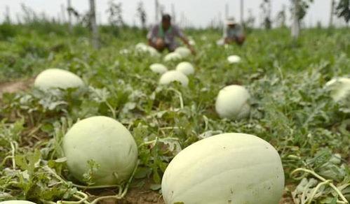 河北邢台热门吃瓜事件,一场热门吃瓜事件的背后真相