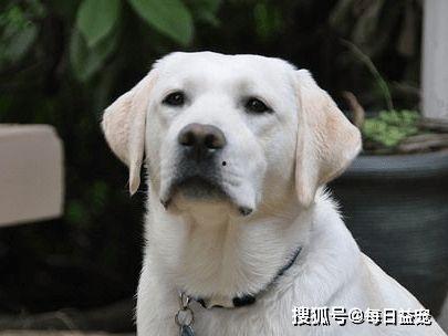 狗吃土耳瓜,土耳其瓜的奇妙滋味