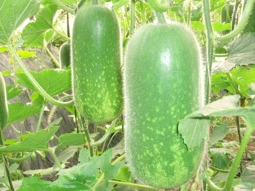 阳光城吃瓜大赛,吃瓜大赛盛况空前