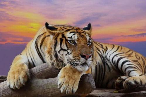 老虎火焰茶杯明星名字