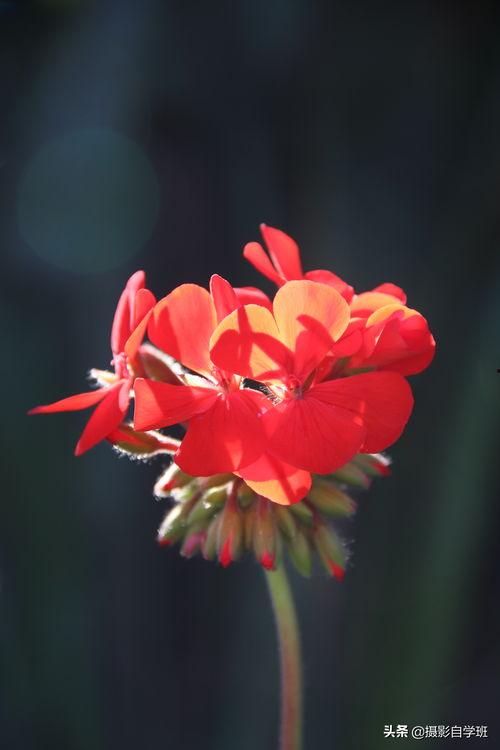 今日头条怎么拍照花朵,专业拍照技巧大公开