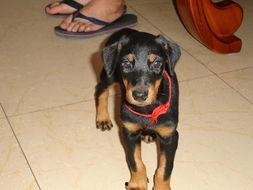 头条可发狗相片,跟随头条捕捉可爱狗狗瞬间