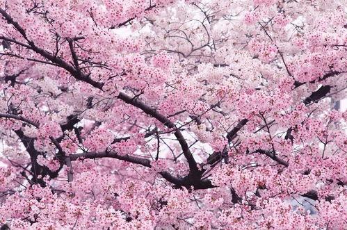 网红樱花卡子图片,网红爆款，春日必备时尚单品