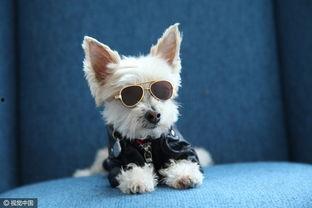 魔力网红犬,萌宠界的明星传奇